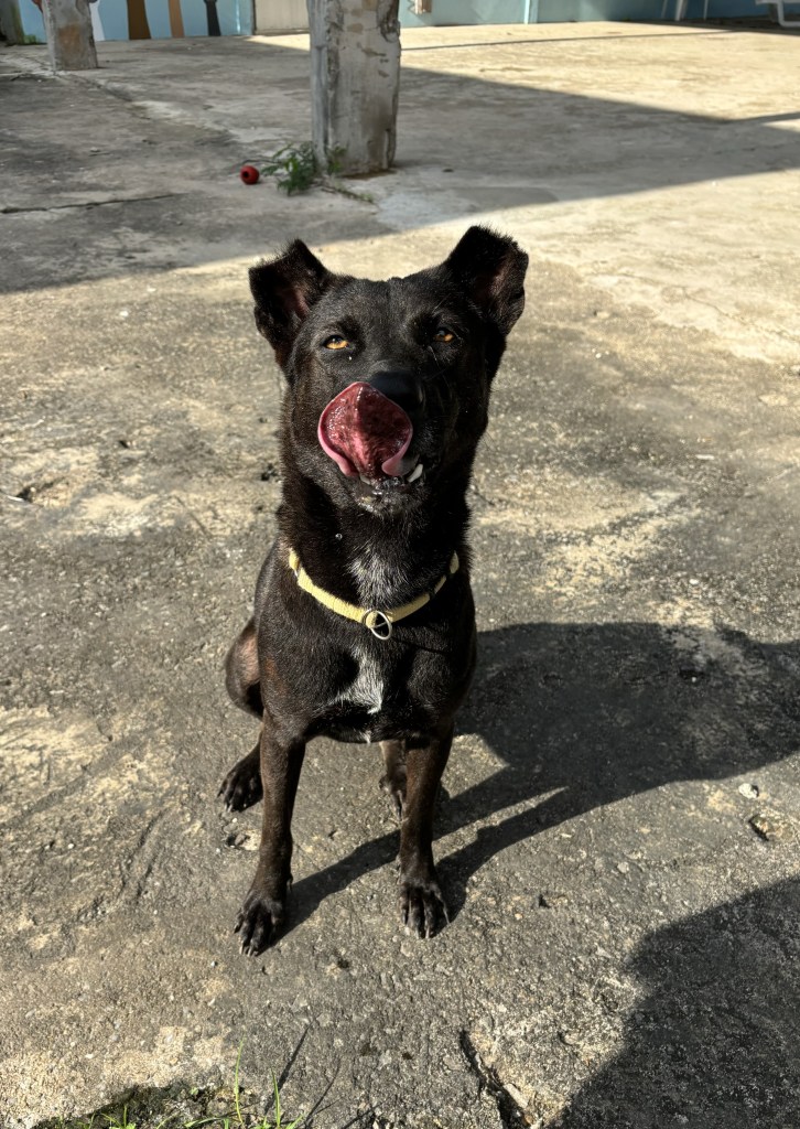 Riley - A medium sized black dog with a white strip on her chest