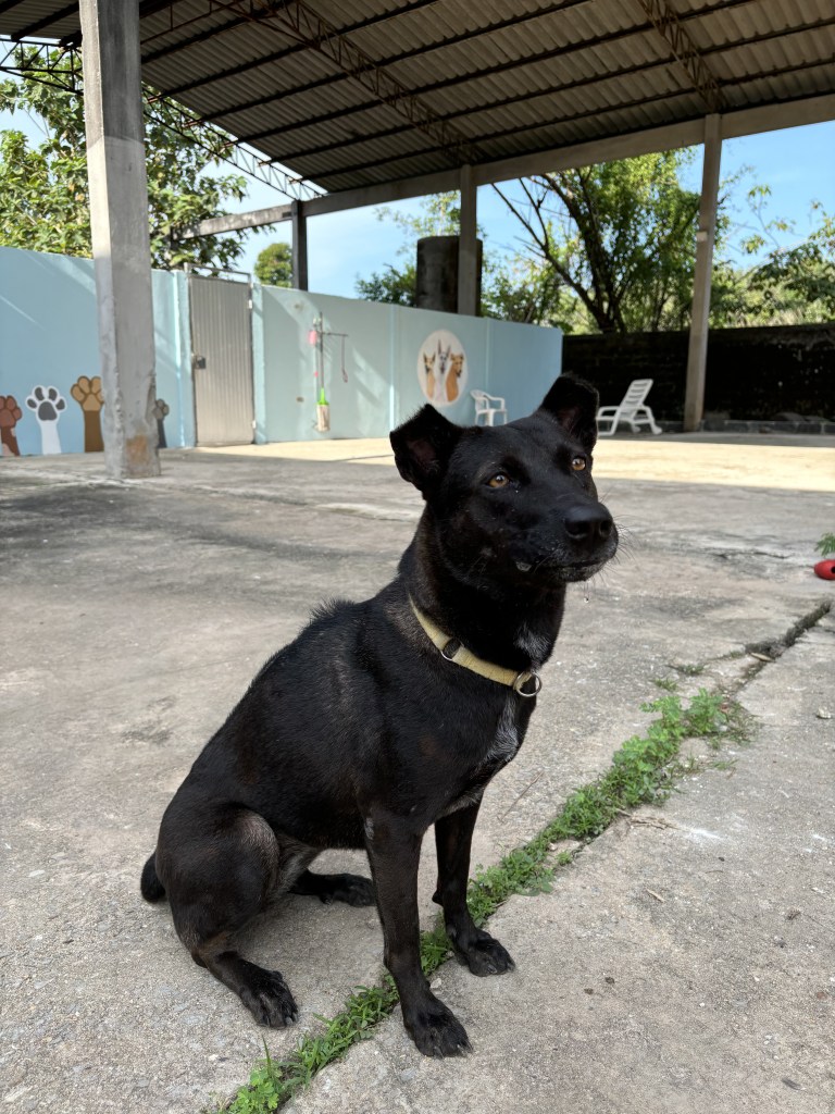 Riley - A medium sized black dog with a white strip on her chest