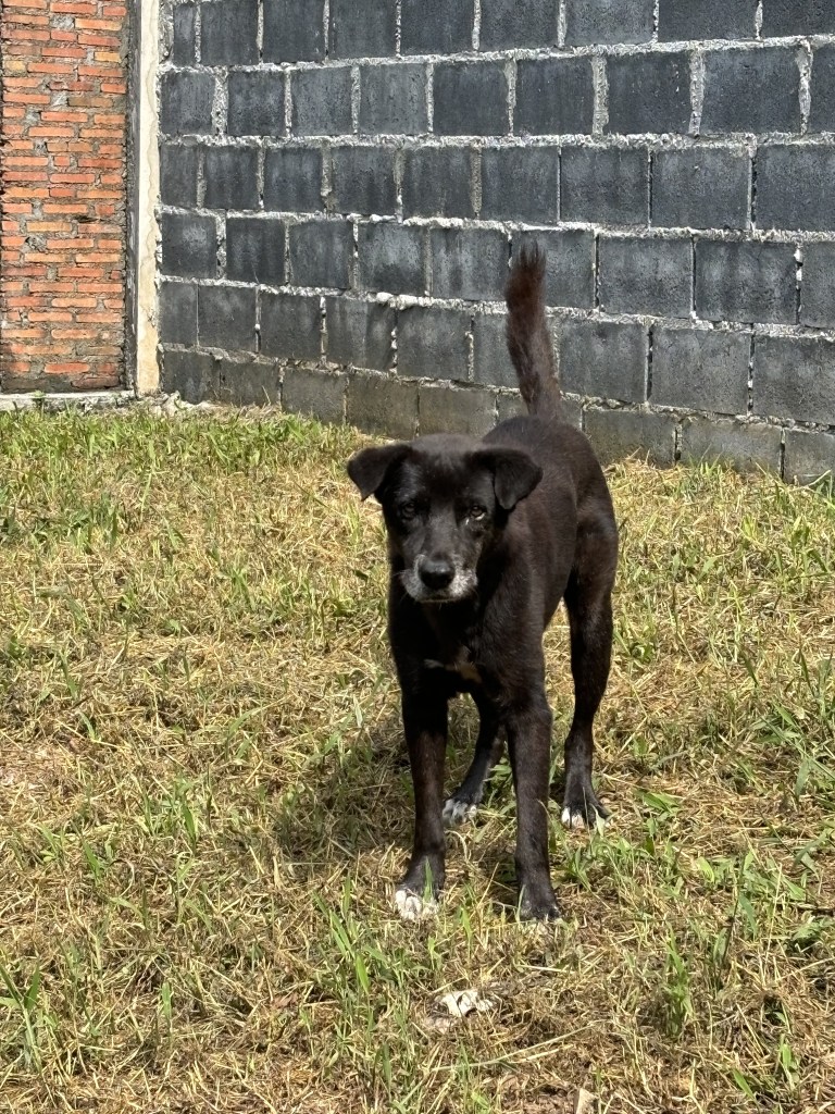 Robert - A large black dog