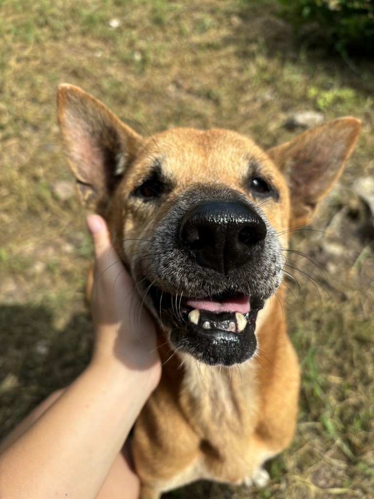 Miley - An old dog with tan fur