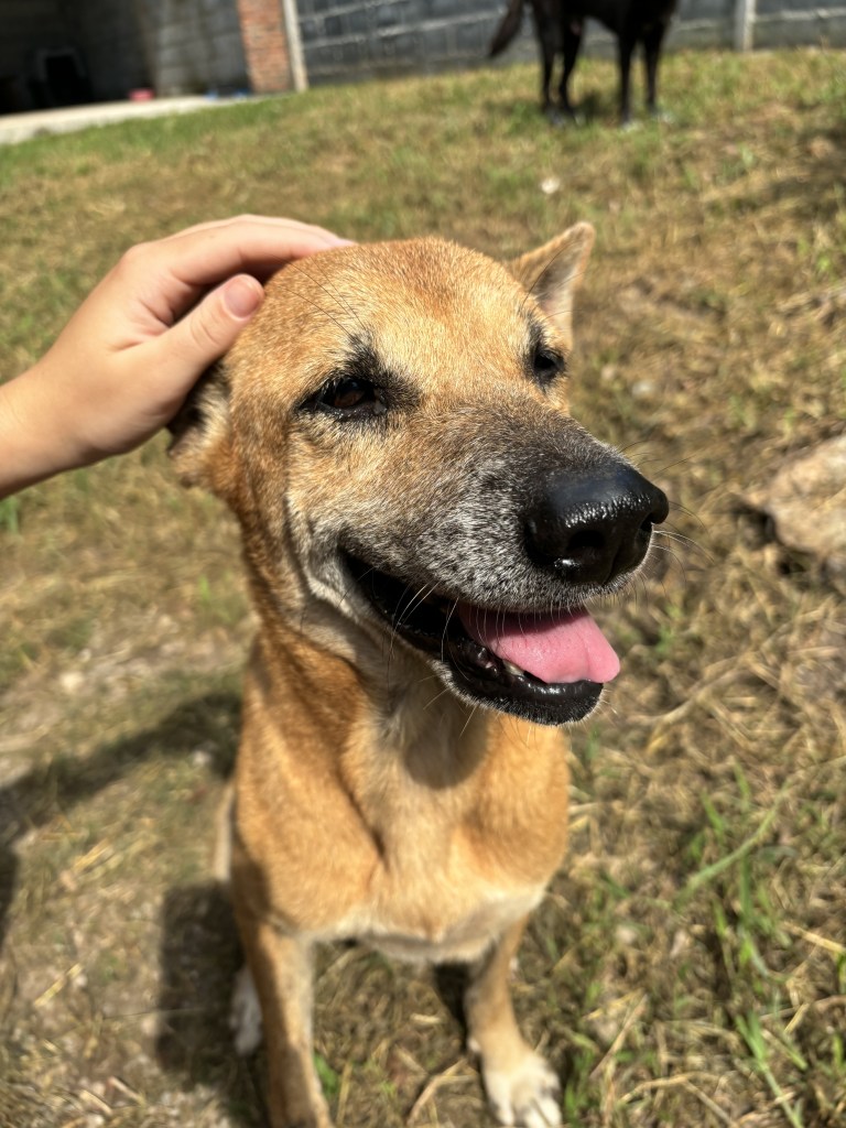 Miley - An old dog with tan fur