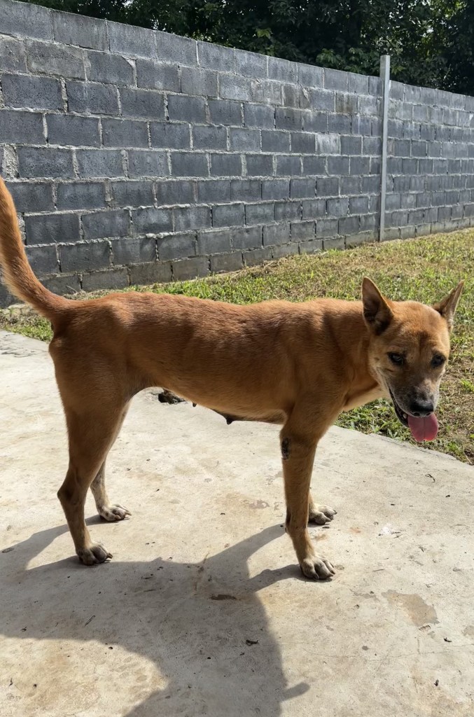 Miley - An old dog with tan fur