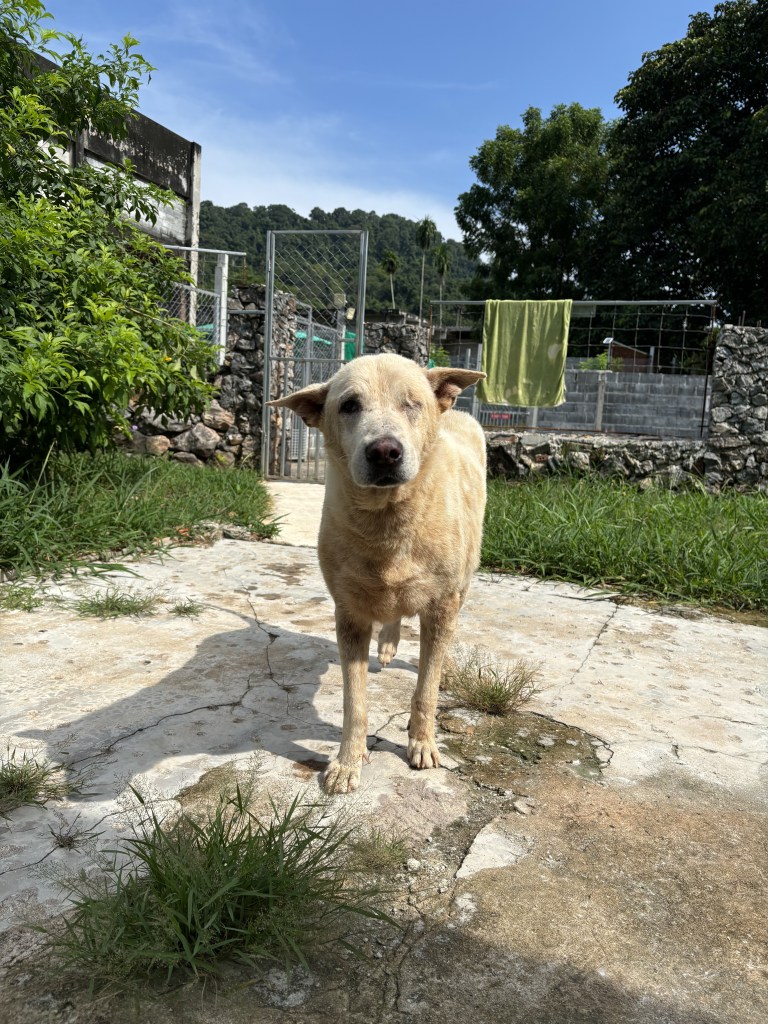 Tonka - A large, old white dog