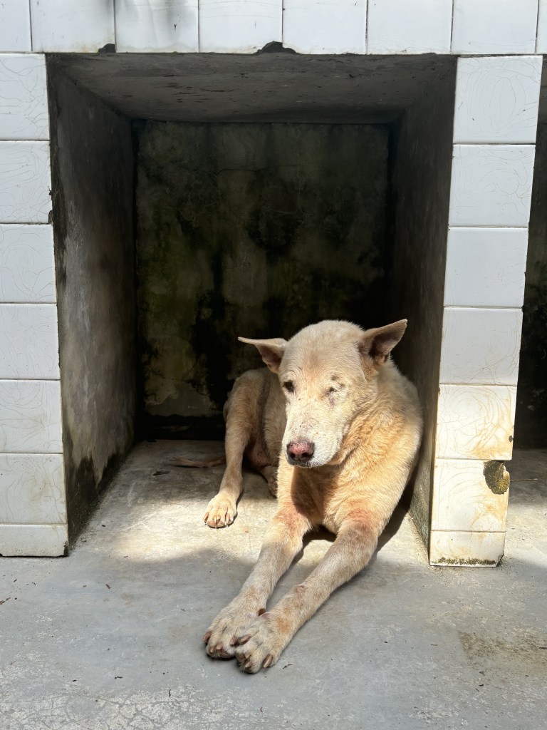 Tonka - A large, old white dog