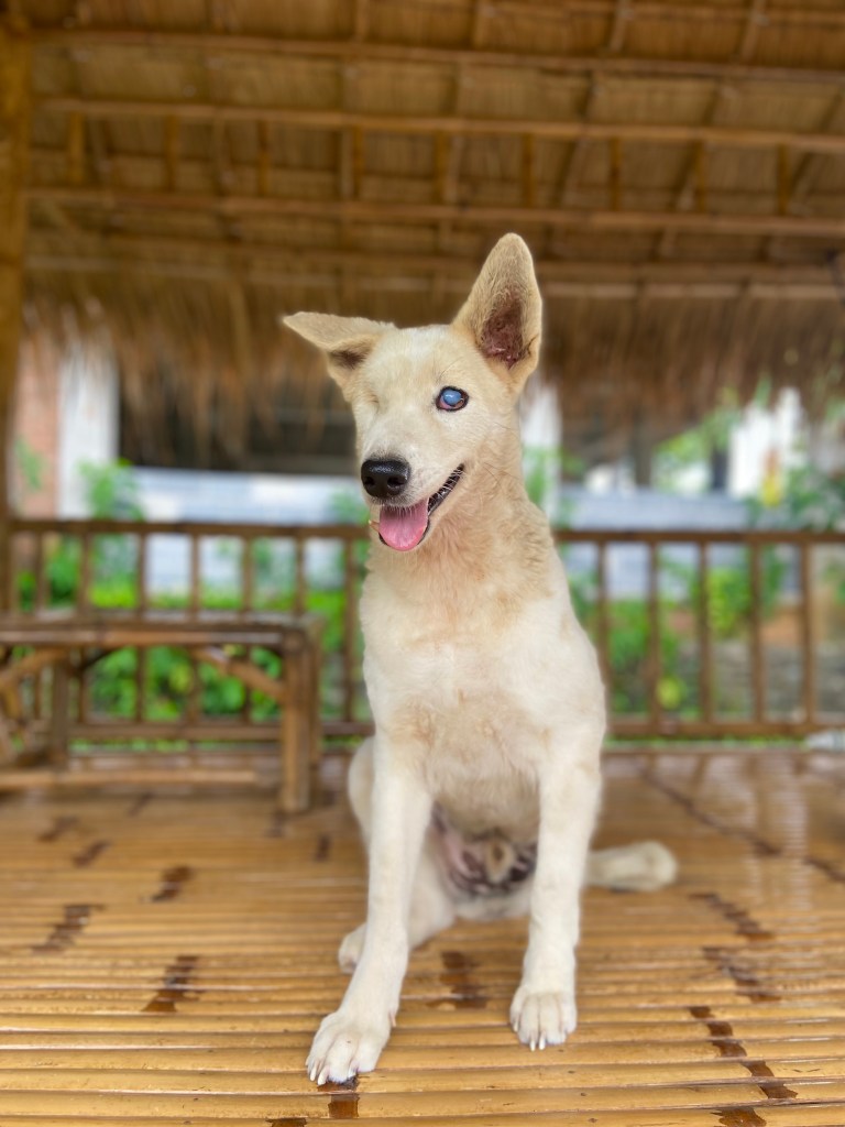Tapone - A white dog missing his right eye and left back leg