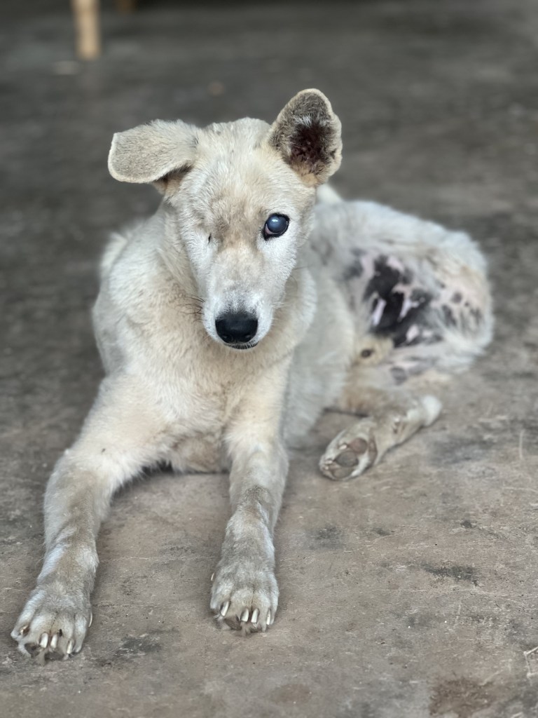 Tapone - A white dog missing his right eye and left back leg