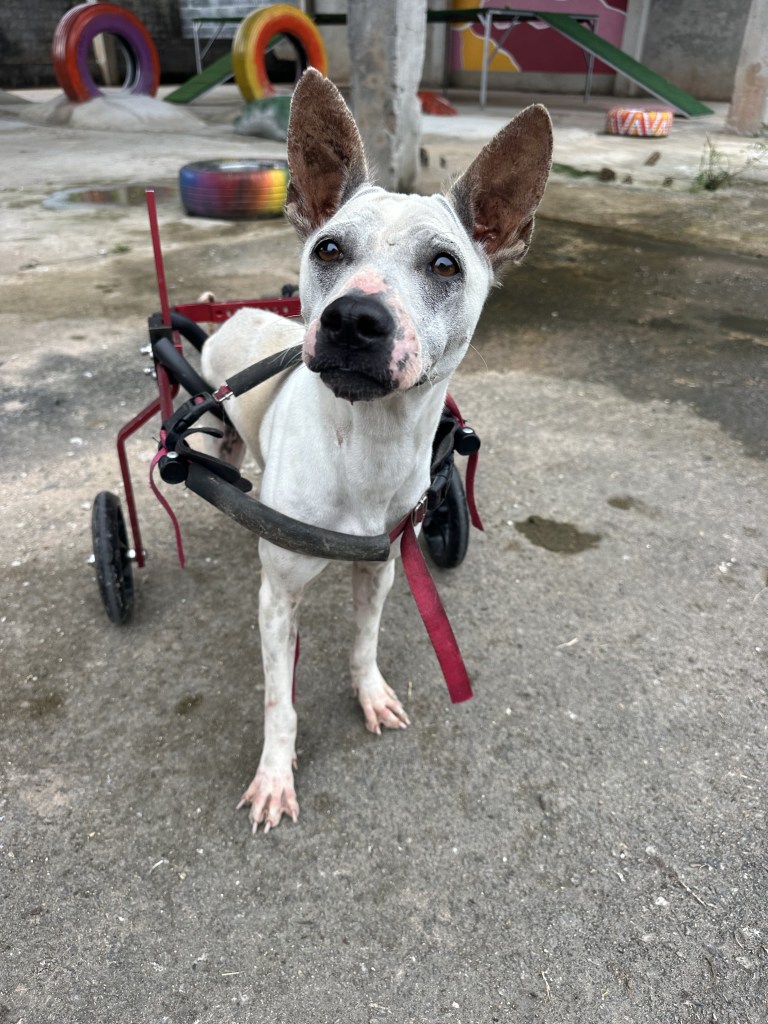 Belle - a white, short haired dog in a red wheelchair