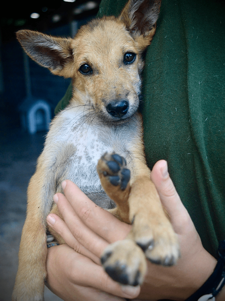 Oskar - tan puppy with white chest