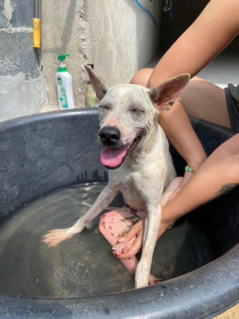 Belle - a white, short haired dog with grey spots in a bath