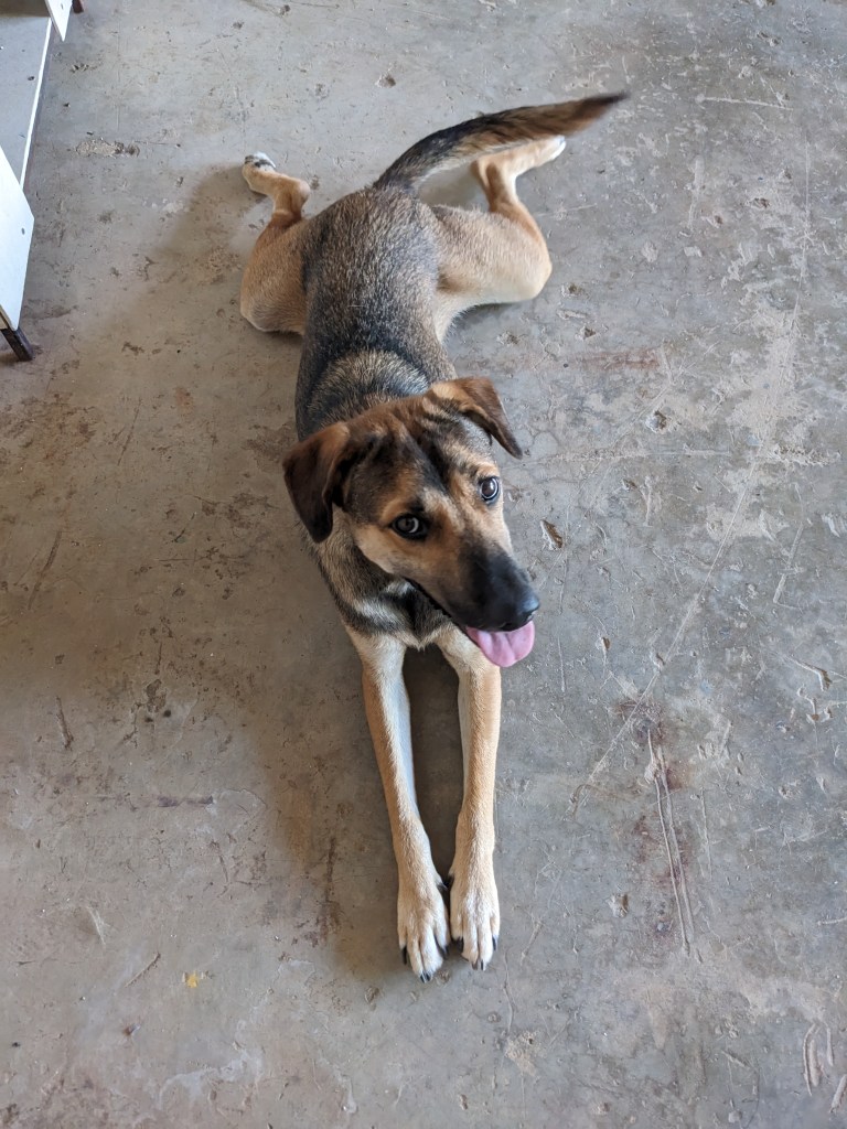 Cody - large brown and black dog with short hair laying down