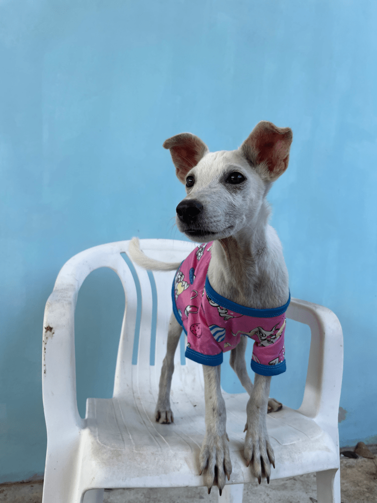 Queenie - An all white puppy