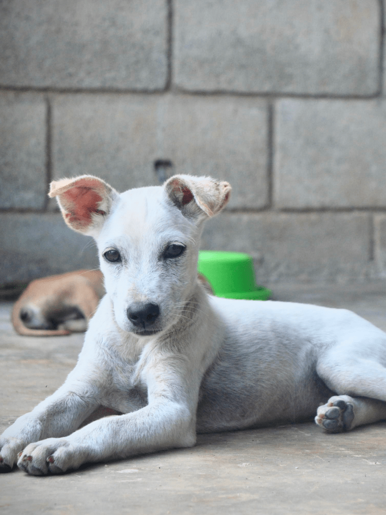 Queenie - An all white puppy