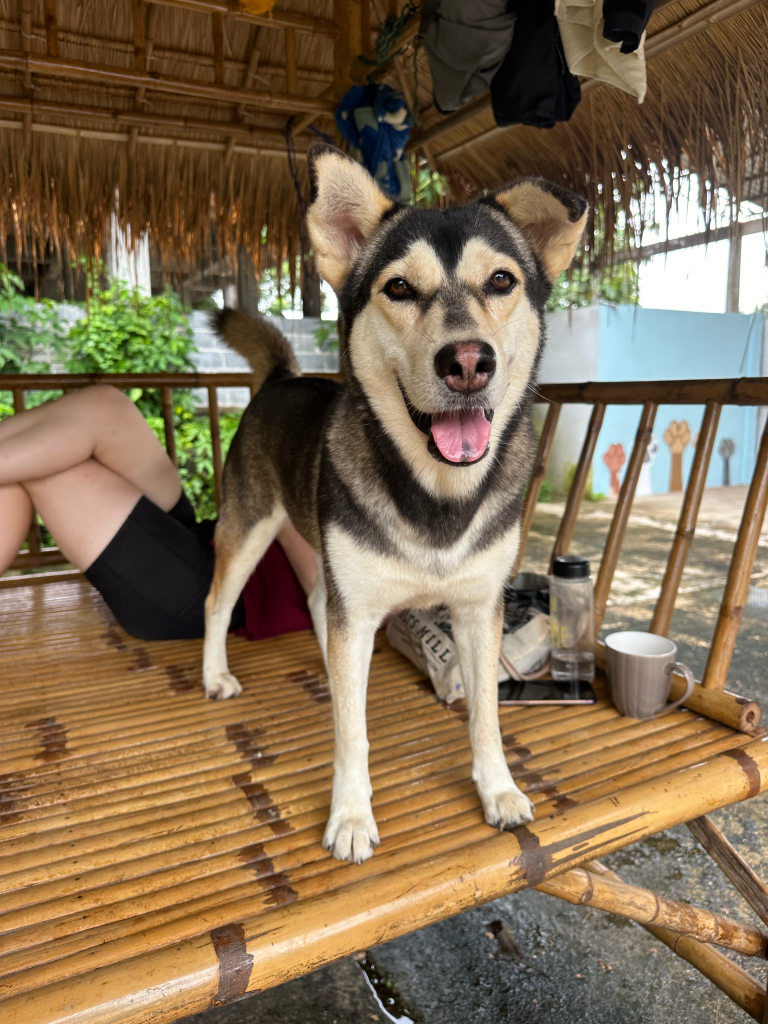 Stormy - a black and white Siberian husky