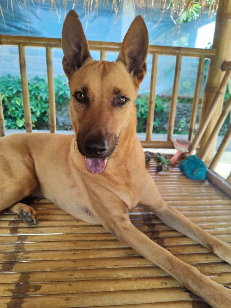 Ben - Large orange dog