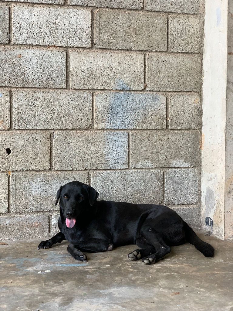 Cardi - a large black dog