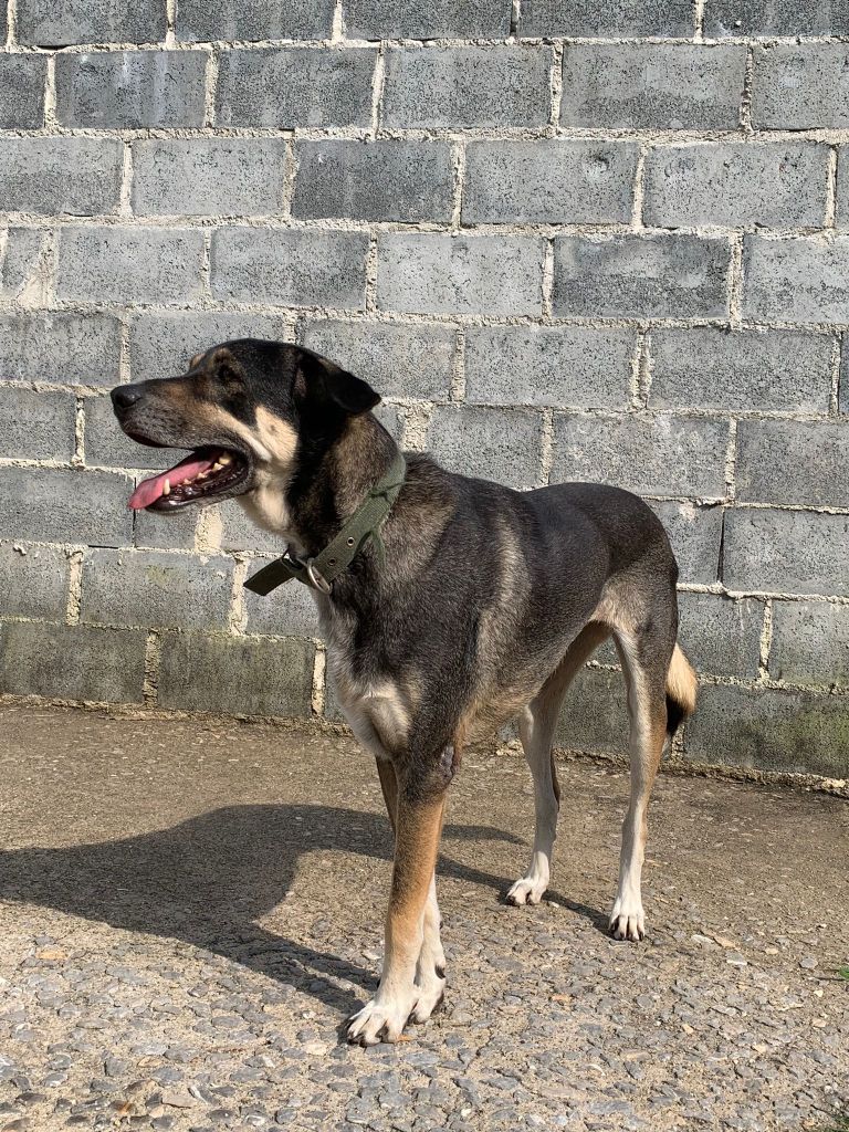 Nug - A large black and tan dog