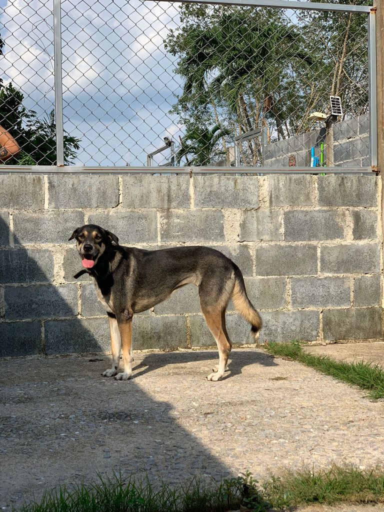 Nug - A large black and tan dog