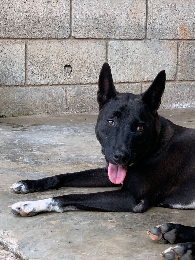 Coco- A large black dog