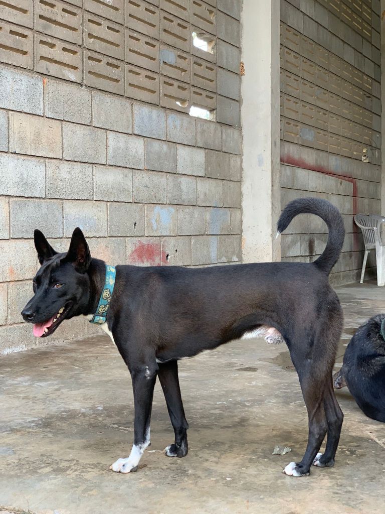 Coco- A large black dog