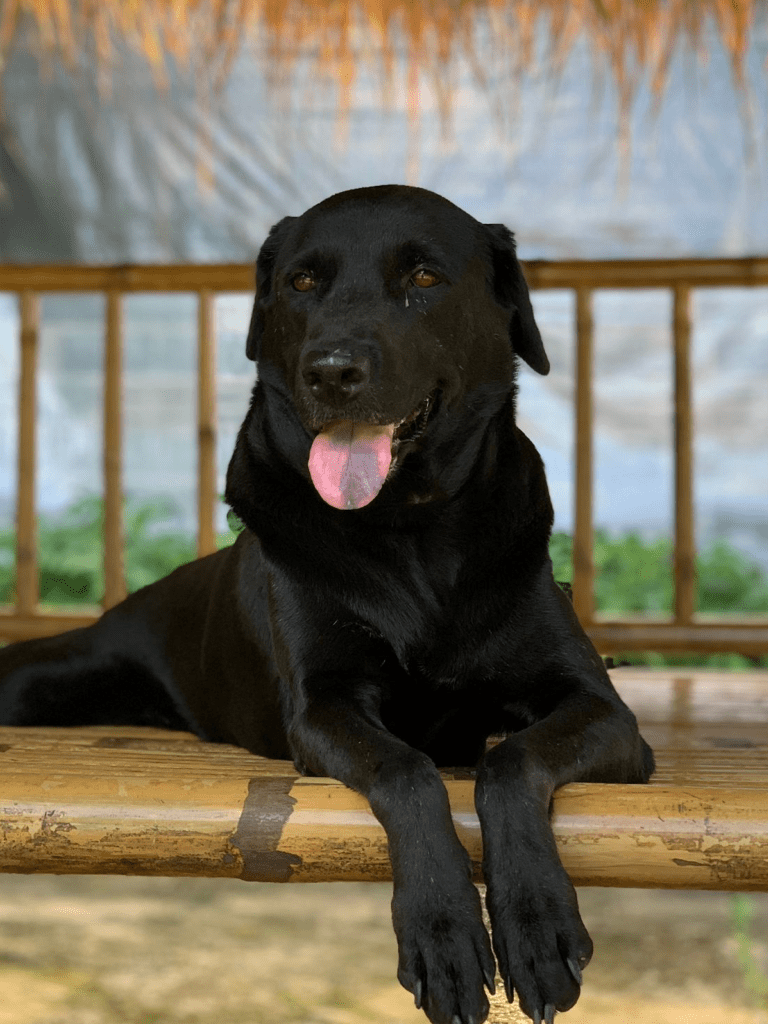 Cardi - a large black dog