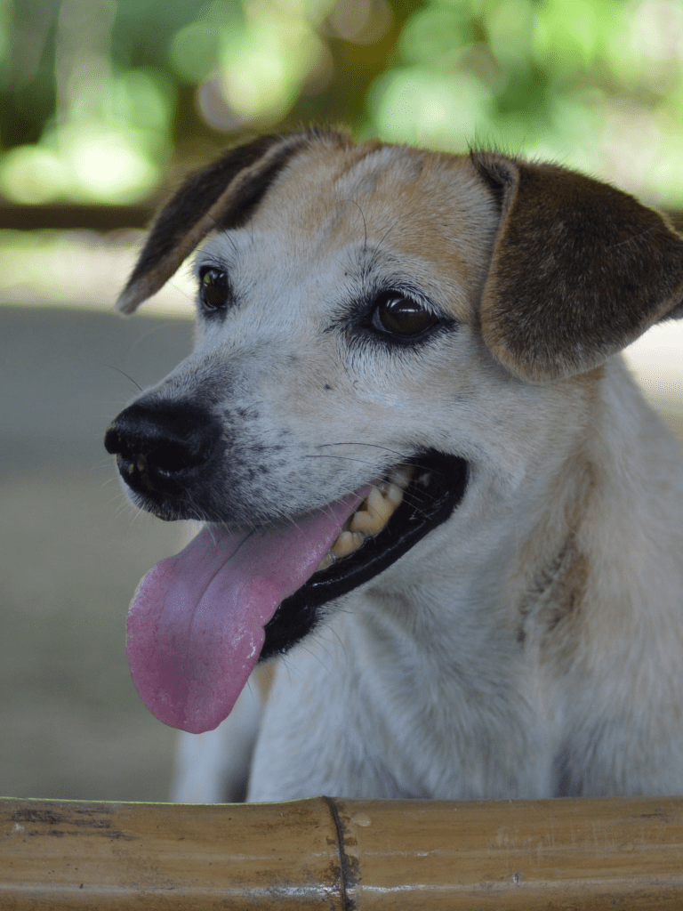 Daisy - a small dog with white and tan fur
