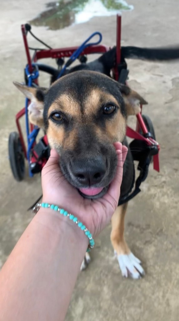 Nacho - A large puppy with black, tan and white fur in a red wheelchair eating a treat