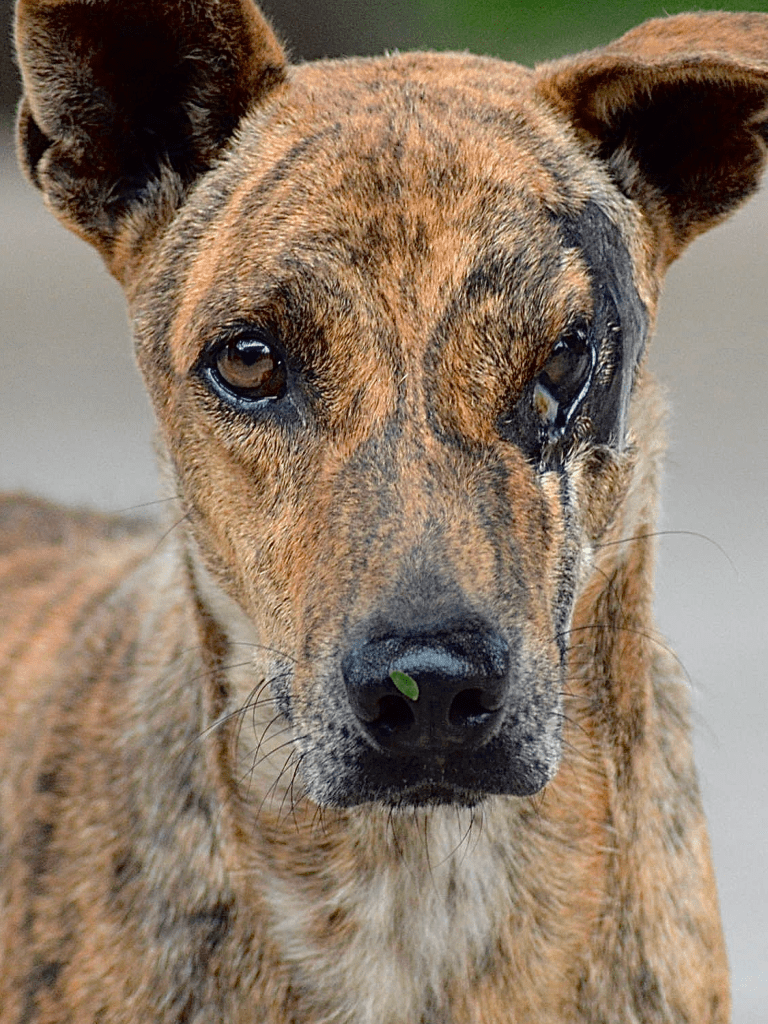 Mask - a mottled brown and black dog, with his left eye missing and scaring around it