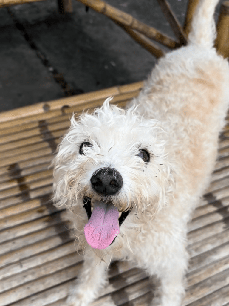 Paddy - a medium sized white dog with short curly fur