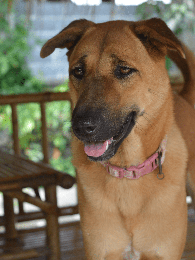 Pepper - a large, smiley, tan dog