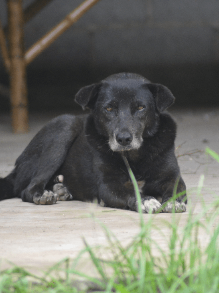 Robert - A large black dog
