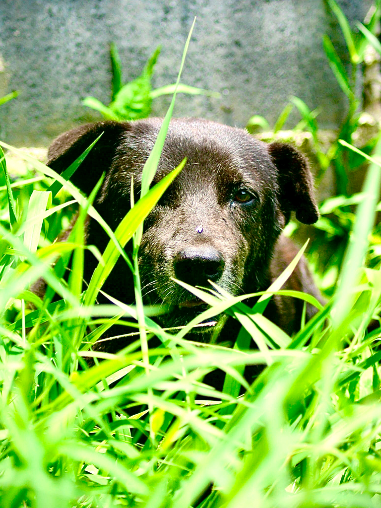 Robert - A large black dog, hiding in grass