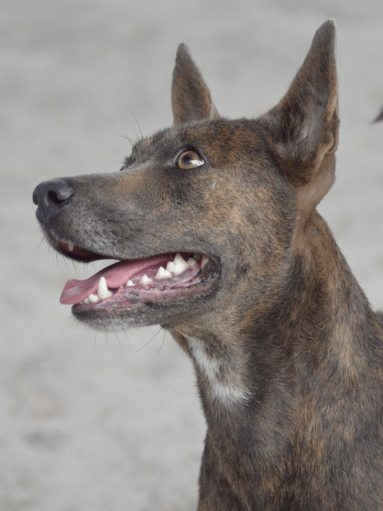 Uma -A medium sized dog with grey fur.