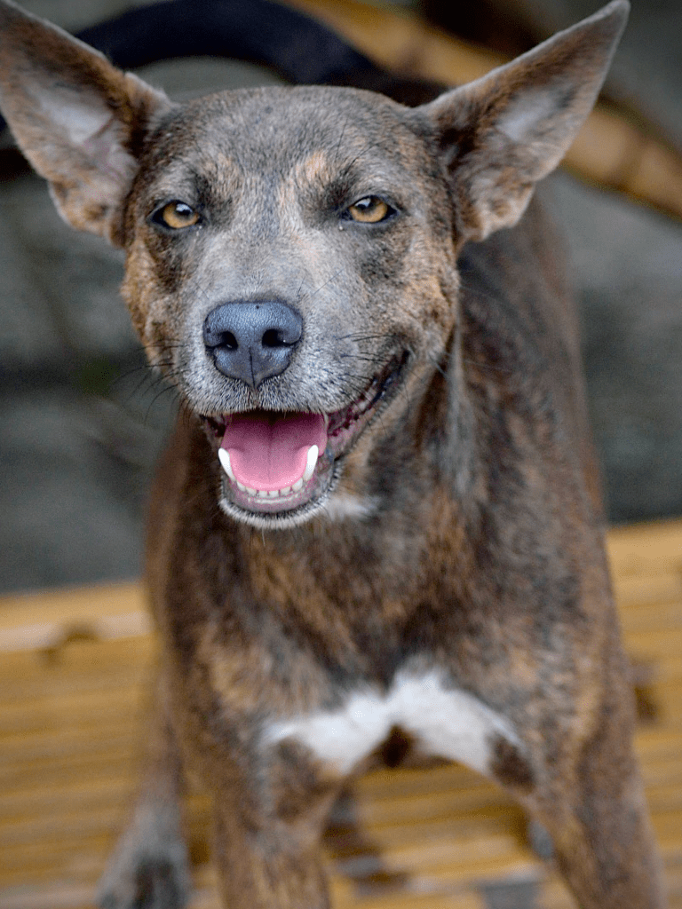 Uma -A medium sized dog with grey fur.