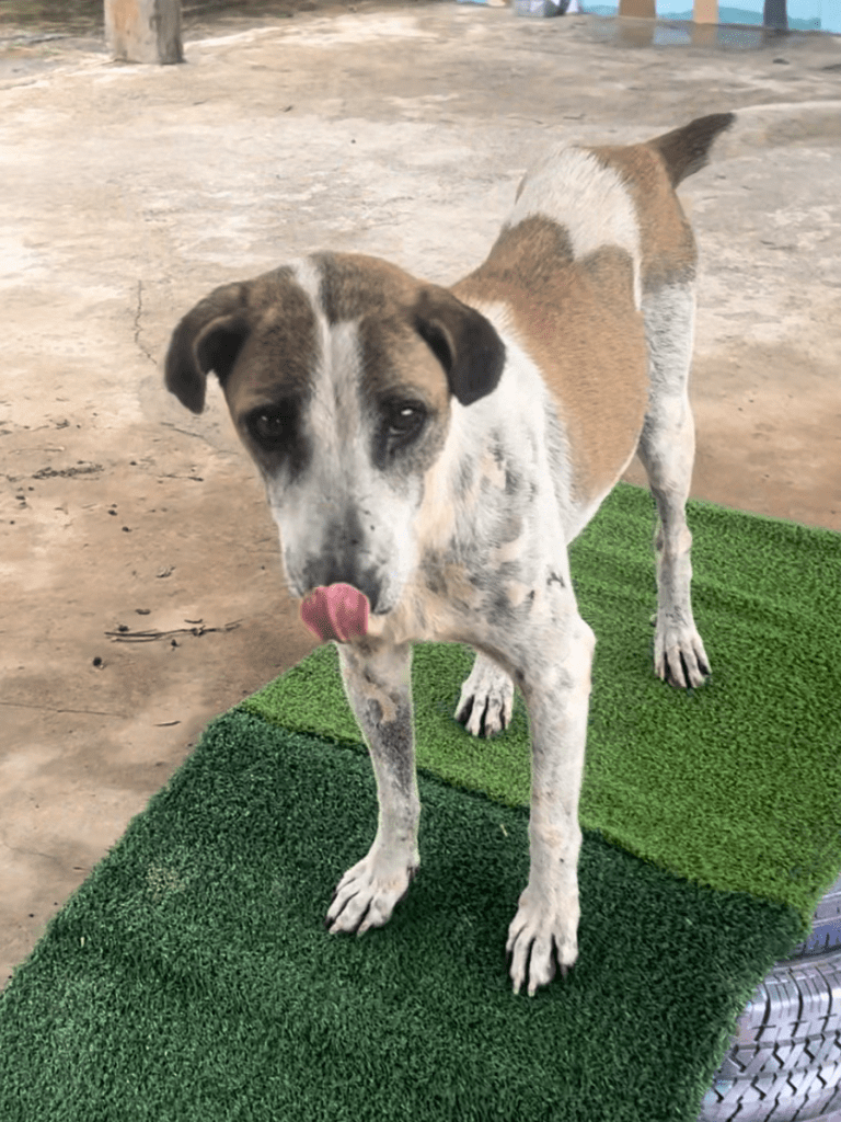 Bubble - Medium sized dog with white and tan fur