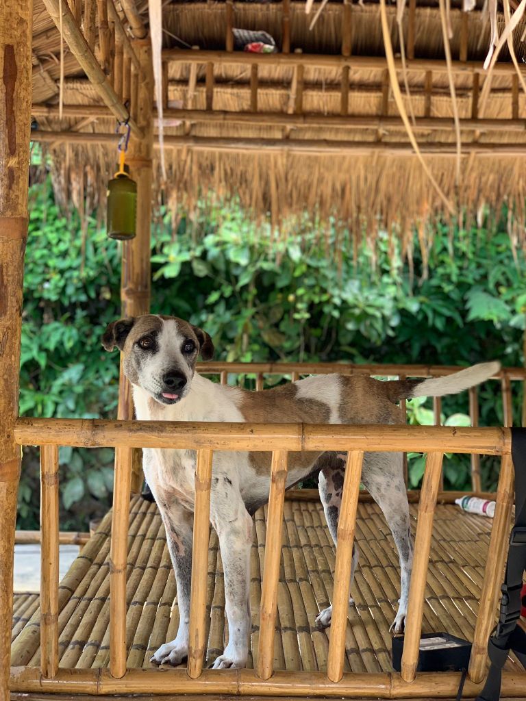 Bubble - Medium sized dog with white and tan fur