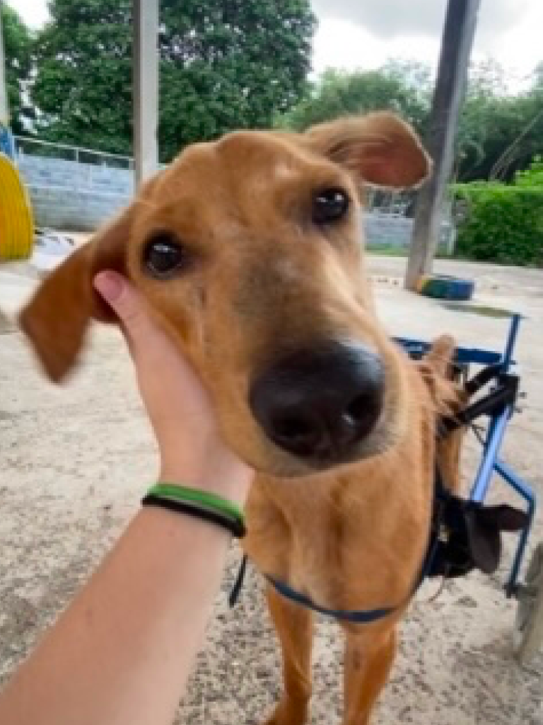 Woody - A large tan dog in a blue wheelchair
