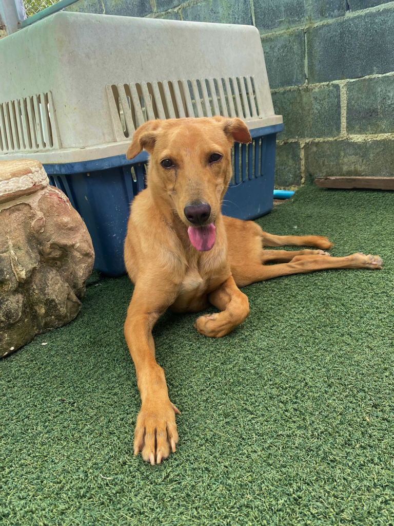 Woody - A large tan dog