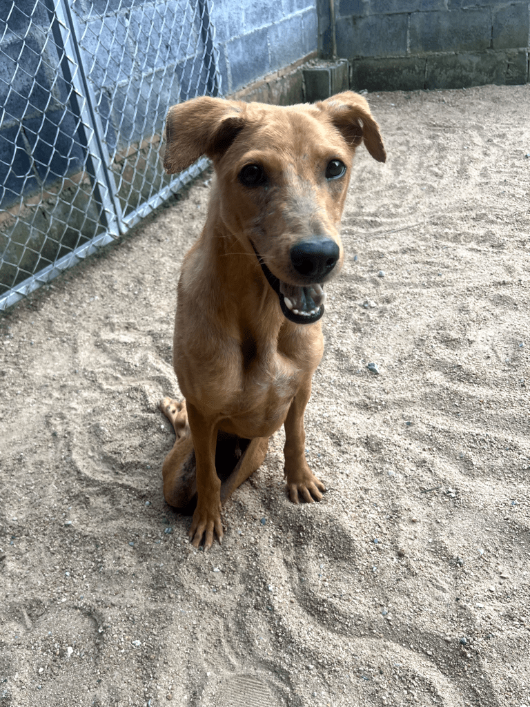 Woody - A large tan dog