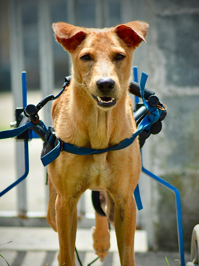 Woody - A large tan dog in a blue wheelchair