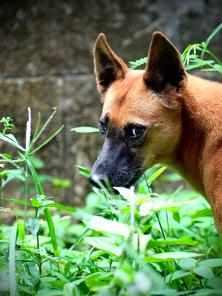 Ziggy - A small dog with orange fur