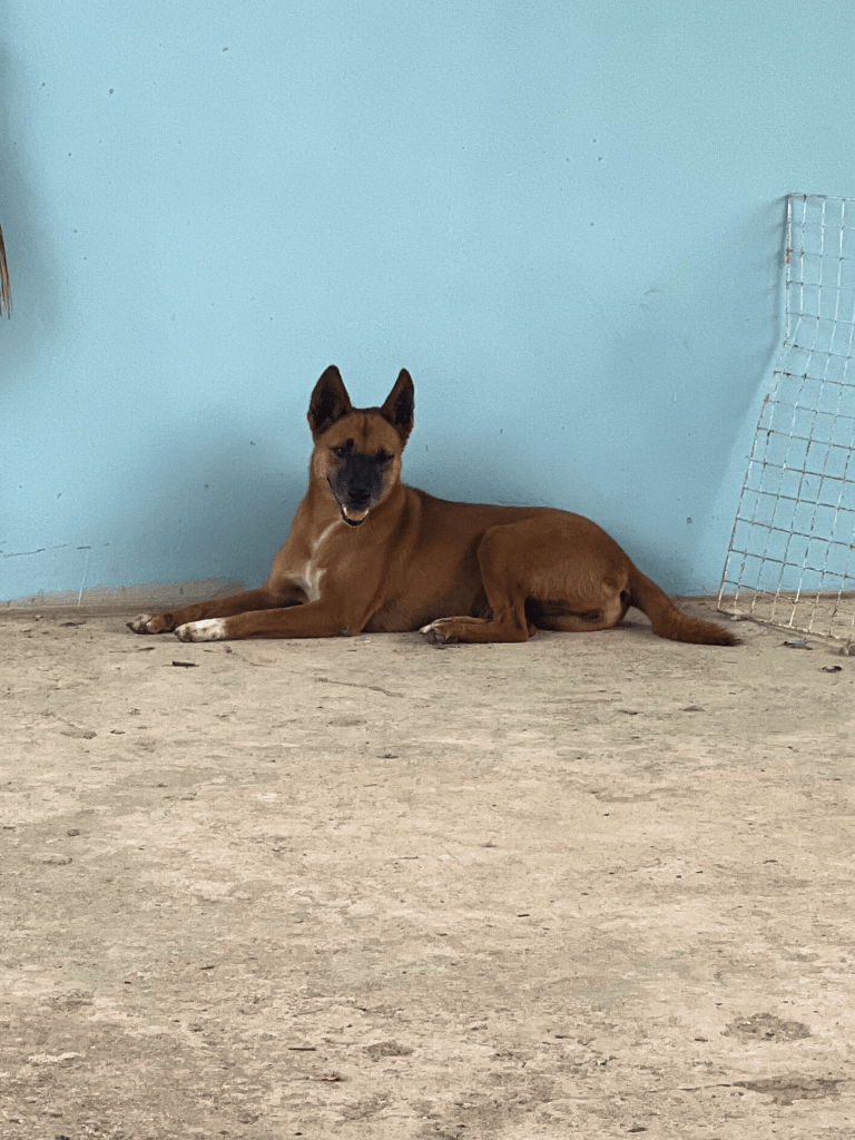 Ziggy - A small dog with orange fur