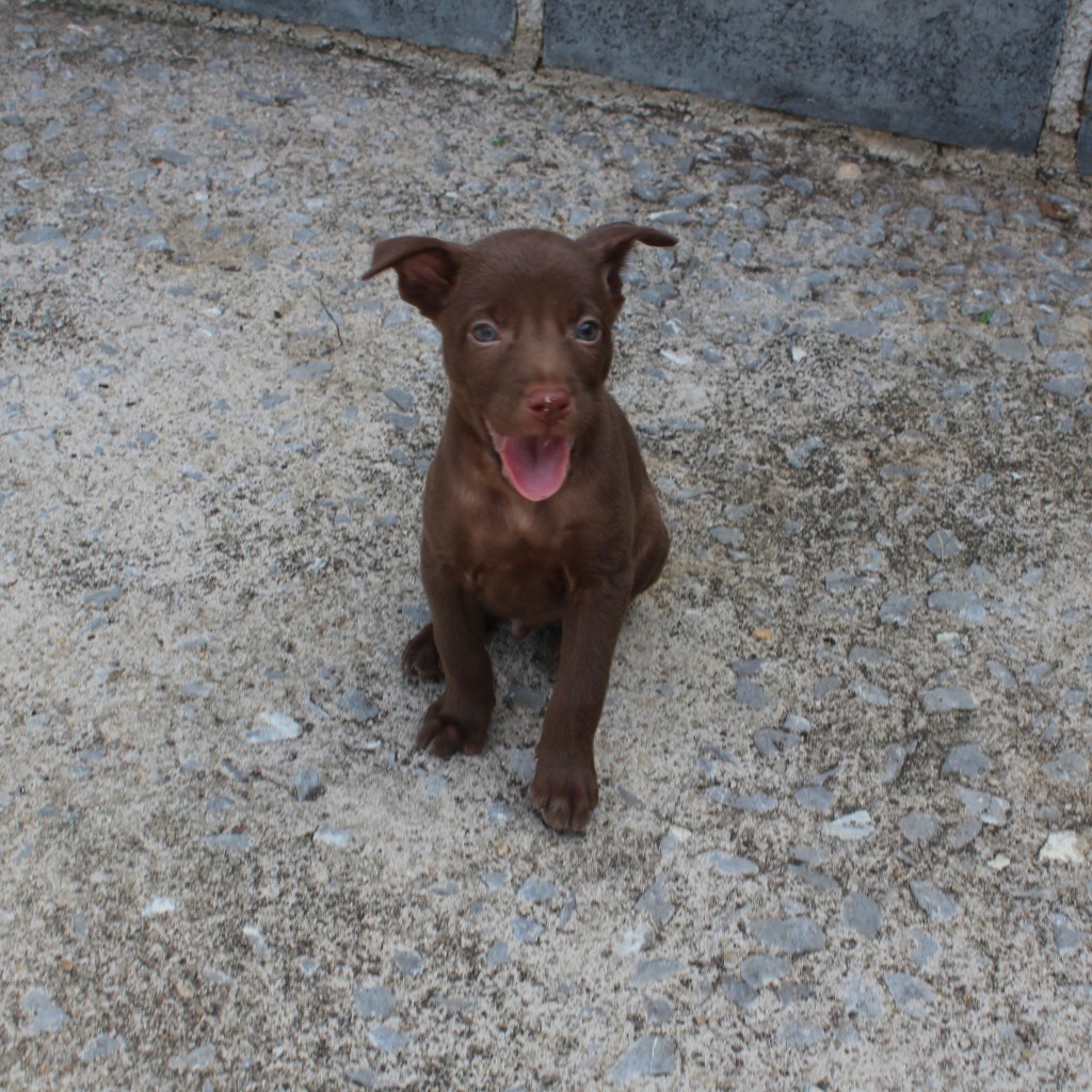 Ruben - a dark brown puppy