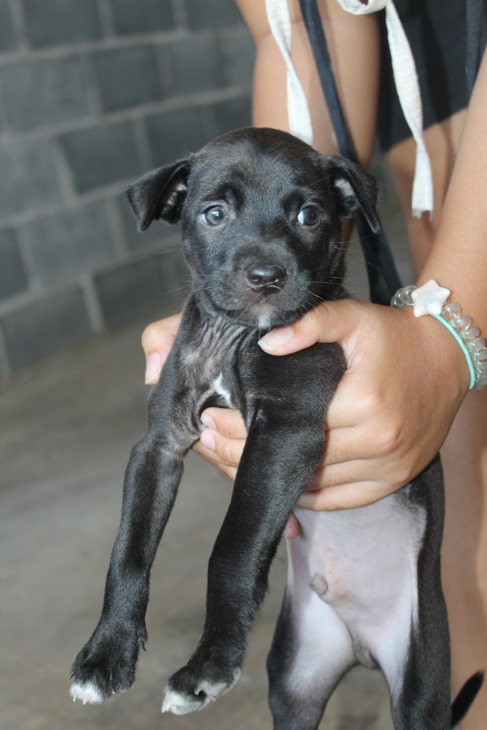 Cosmo - a male, black puppy with white feet