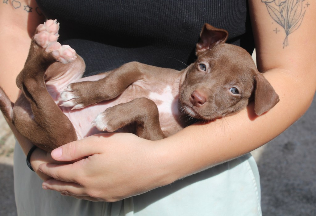 Hazel, a small brown puppy with white paws