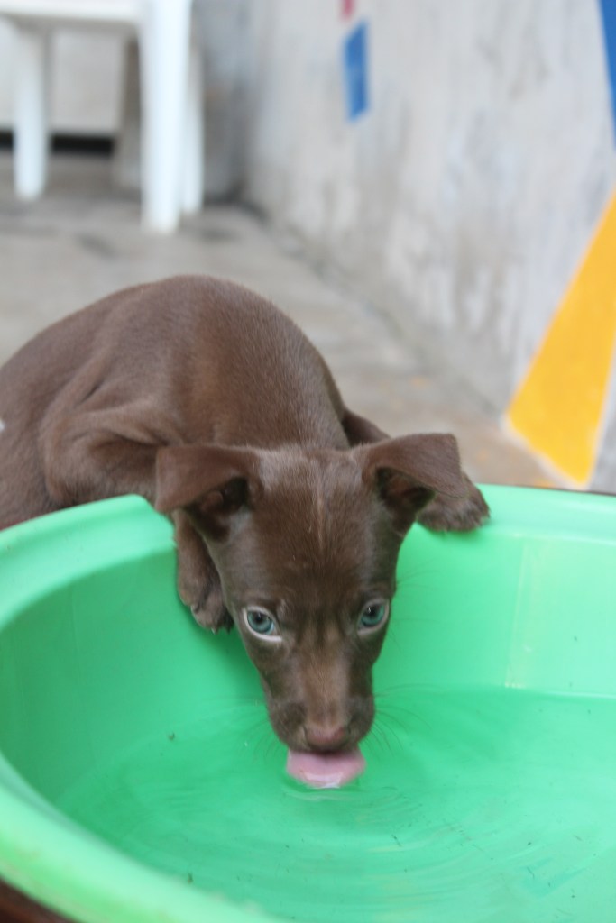 Ruben - a dark brown puppy