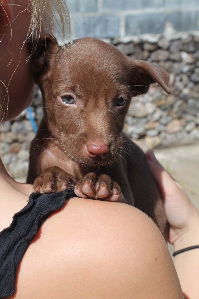 Ruben - a dark brown puppy