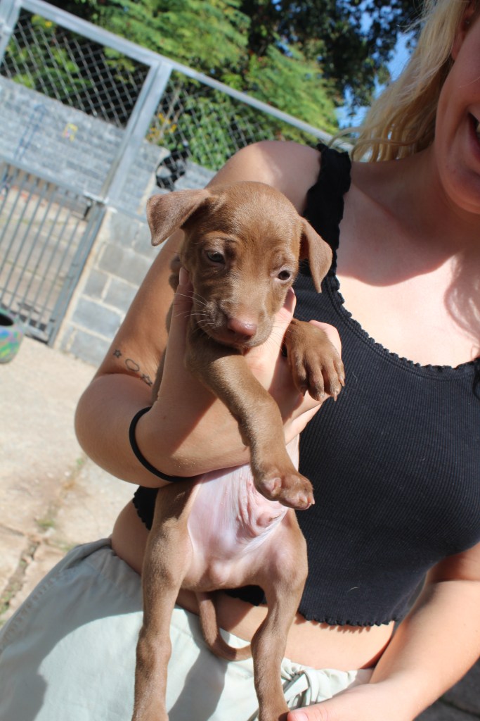 Haggis - a light brown puppy