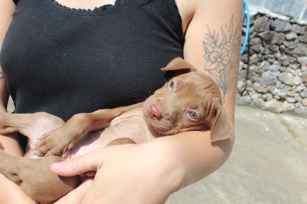 Haggis - a light brown puppy