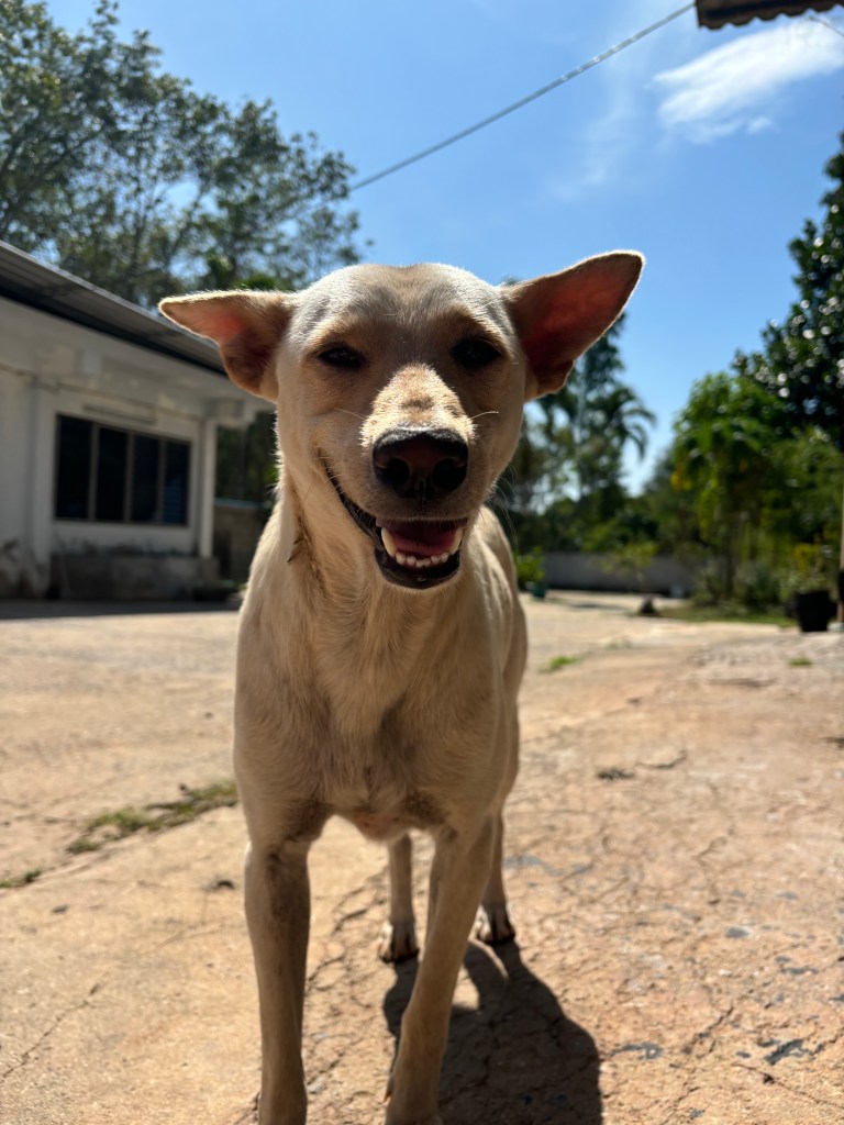 Santa - medium size white dog