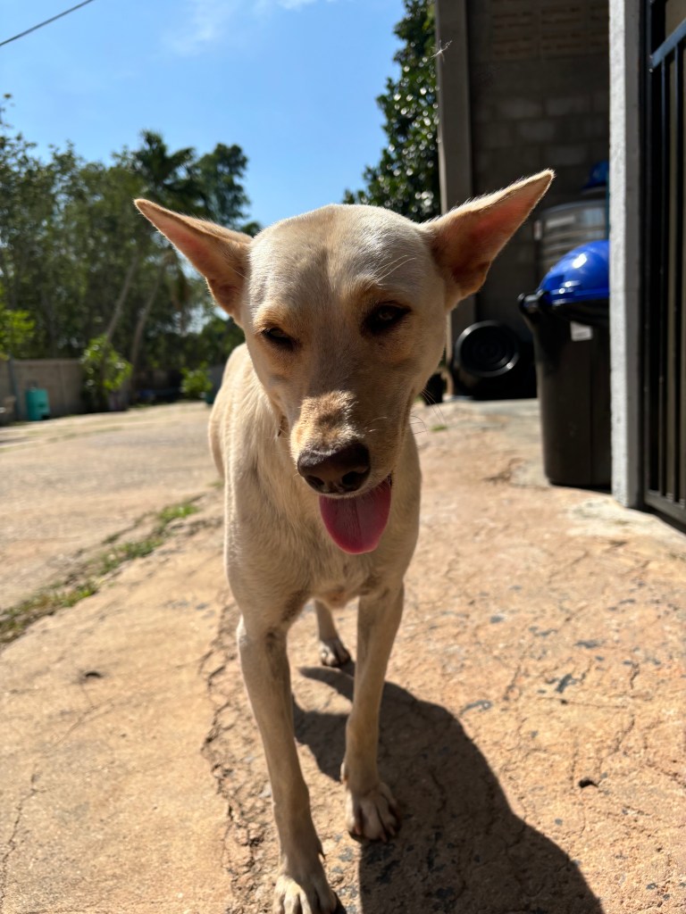 Santa - medium size white dog